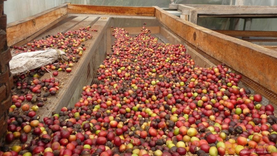 Tradiční zpracování plodiny na soukromé kávové plantáži